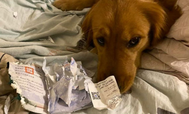 Собака съела загранпаспорт и не пустила своего хозяина в Китай
