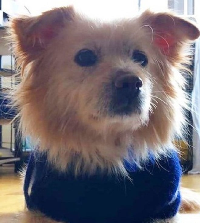 Собака в доме