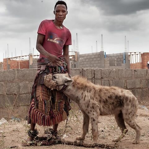 Приручение гиен в Африке Приручение гиен в Африке Африка ,гиены ,животные,интересное,факты, приручение