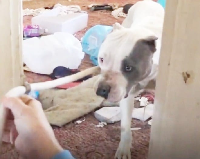 Собака на поводке