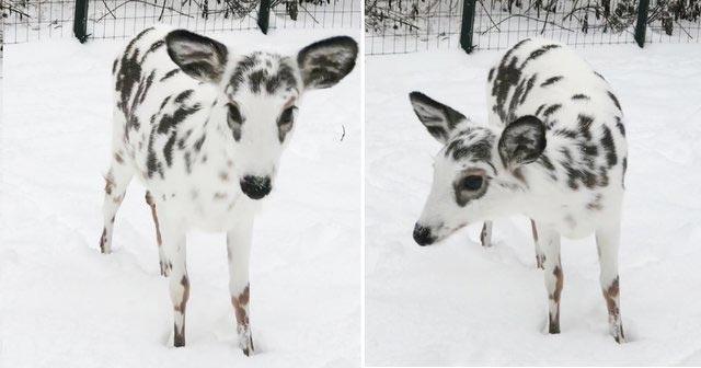 Фото редких животных и растений, о существовании которых многие точно не знали 