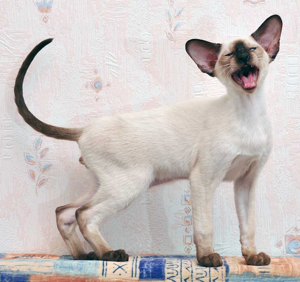 Котенок сиамской кошки современного типа