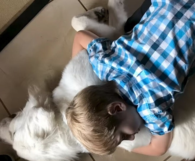 Мальчик и пес