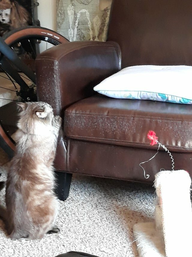 Наглые морды и туши, командующие в наших домах 