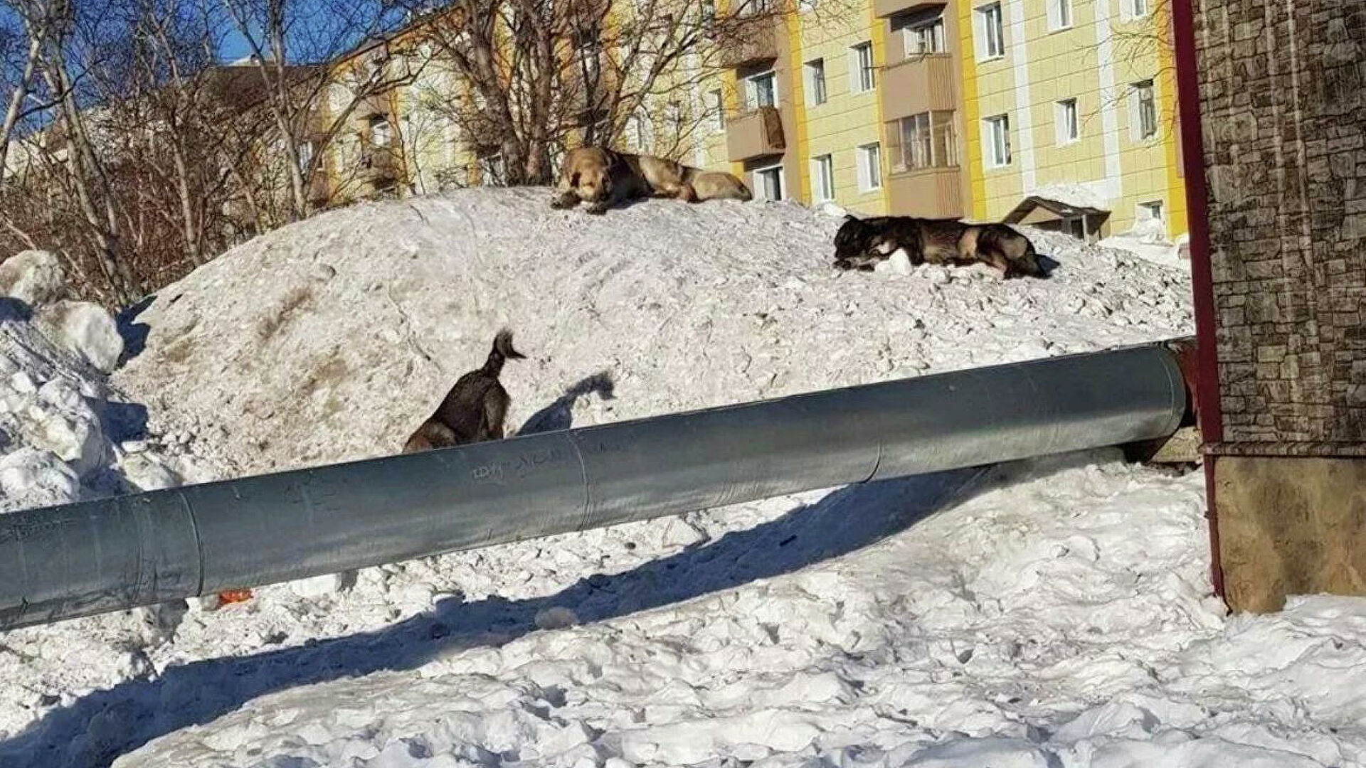 Бездомные собаки в микрорайоне Рыбачий Вилючинского городского округа, Камчатский край - РИА Новости, 1920, 24.01.2022