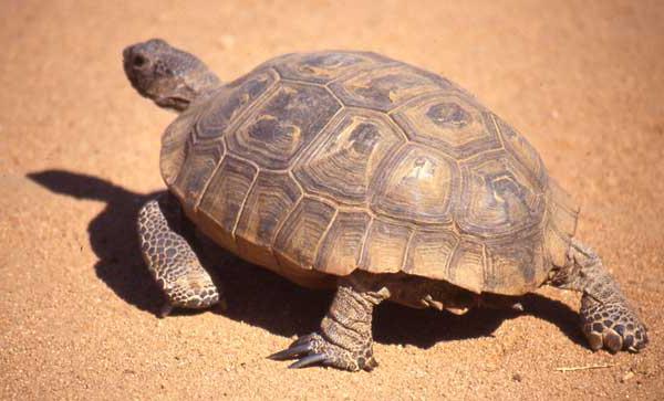 Интересные факты о черепахах. Уникальные способности черепах