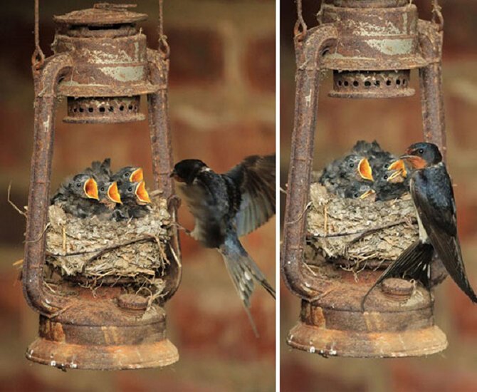 30 гнезд в страннейших местах гнёзда, животные, птицы, факты
