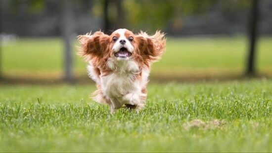 Гладить по 20 минут, гулять по 2 часа: формула счастливой собачьей жизни из 9 пунктов