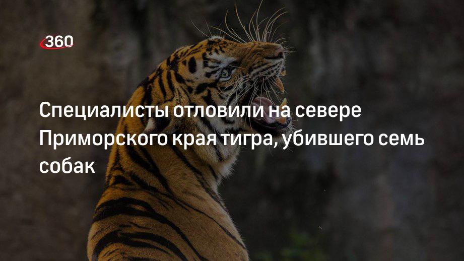 Специалисты отловили на севере Приморского края убившего семь собак тигра и выпустили его в безопасном месте