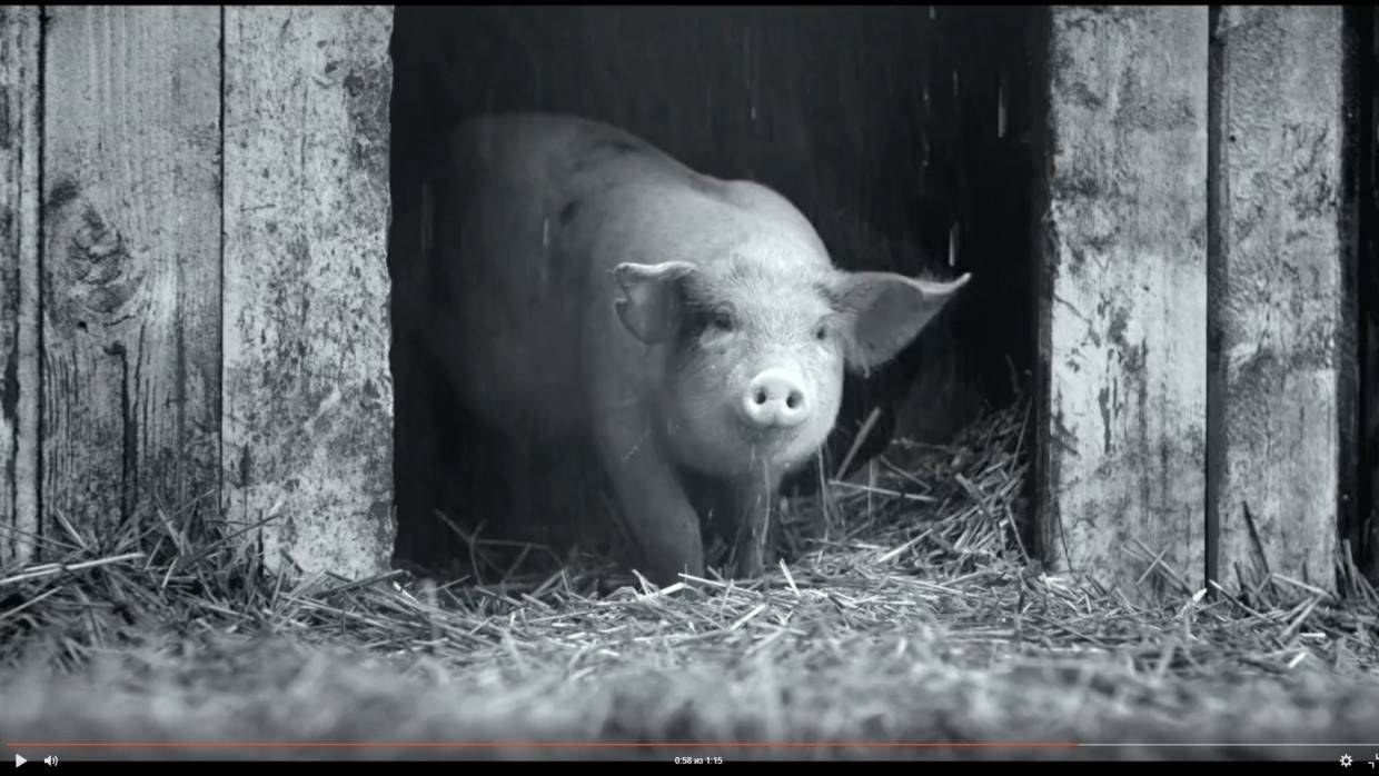 Две сотни свиней сгорели заживо при пожаре на ферме в Иркутской области