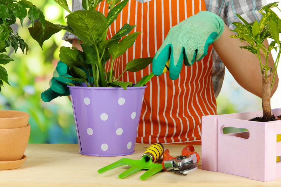 Аспирин и еще 6 способов заставить комнатные растения расти как на дрожжах