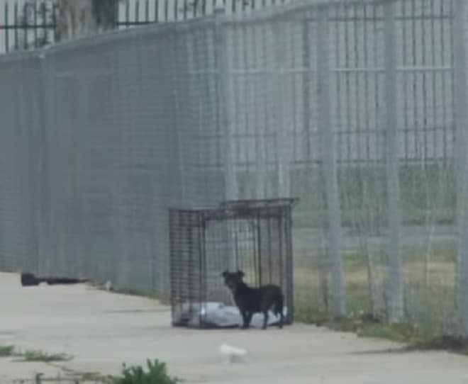 Собака в ловушке