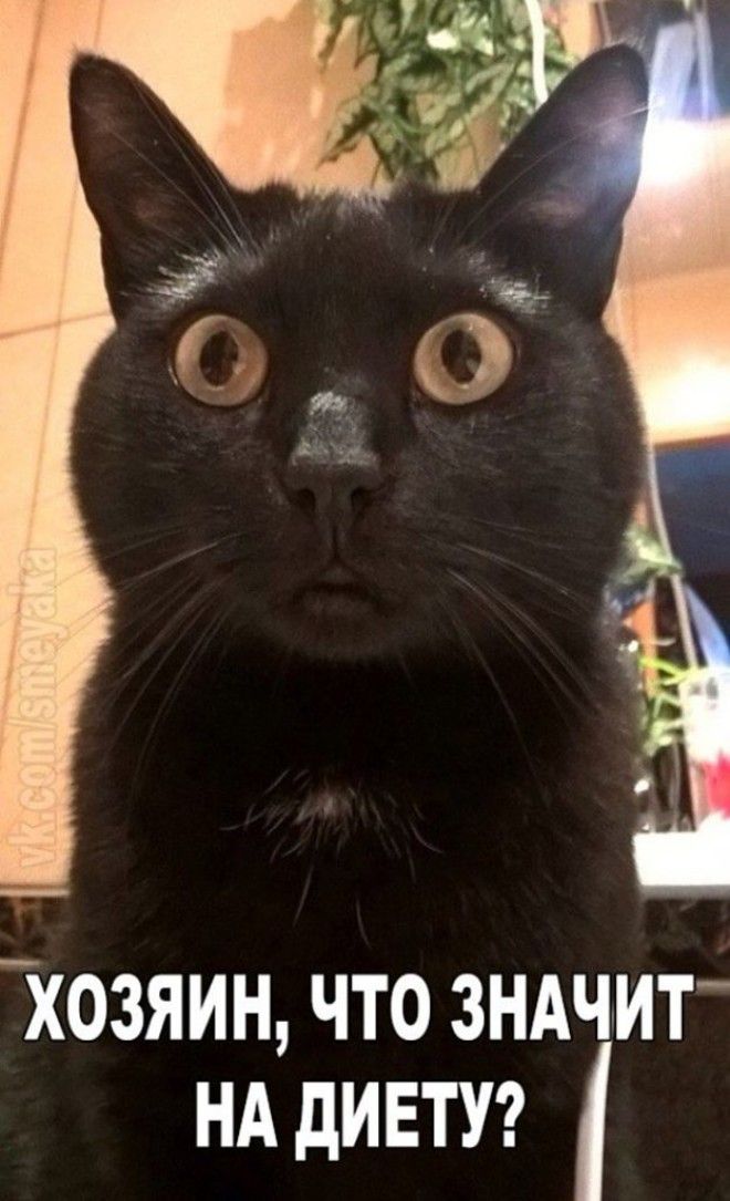 Подборка фото забавных котов и котят со смешными надписями ) Подборка фото забавных котов и котят со смешными надписями )