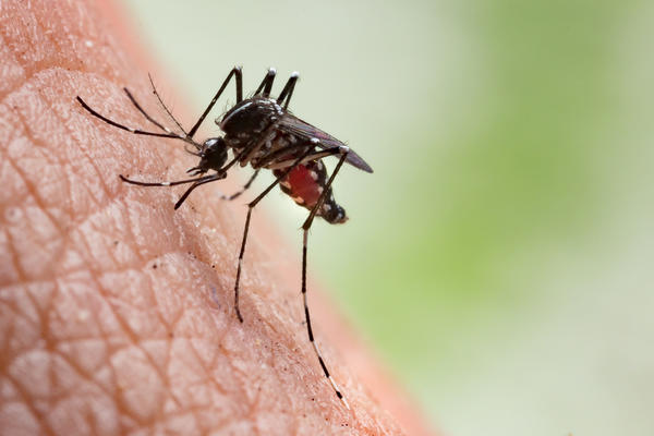 Аллергия на укусы насекомых: чем это опасно и как помочь пострадавшему аллергия, здоровье, насекомые, первая помощь, профилактика, укусы