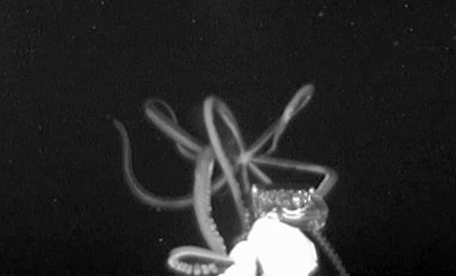 Ученые опустили камеру на глубину и впервые увидели, на какого размера объекты охотятся гигантские кальмары. Видео кальмар, глубине, создание, опустили, охотиться, близко, поэтому, более, видит, пищевой, ступень, высшую, соревноваться, может, вполне, камере Размеры, Значит, начал, подходит, раздумывая
