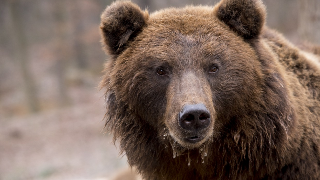 Пользователей Reddit впечатлила борьба россиянина с медведем по правилам армрестлинга Пользователей Reddit впечатлила борьба россиянина с медведем по правилам армрестлинга Общество