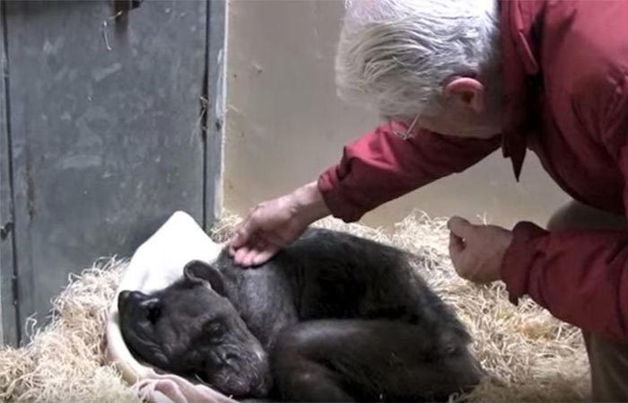 59-летняя умирающая шимпанзе, 59-летняя шимпанзе Мама
