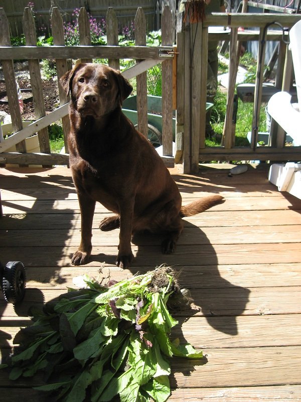 Деревенская Америка Деревенская Америка заграница,путешествие,страны,туризм