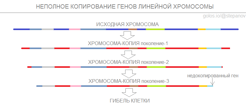 Предел Хейфлика и продолжительность жизни человека наука,стволовые клетки