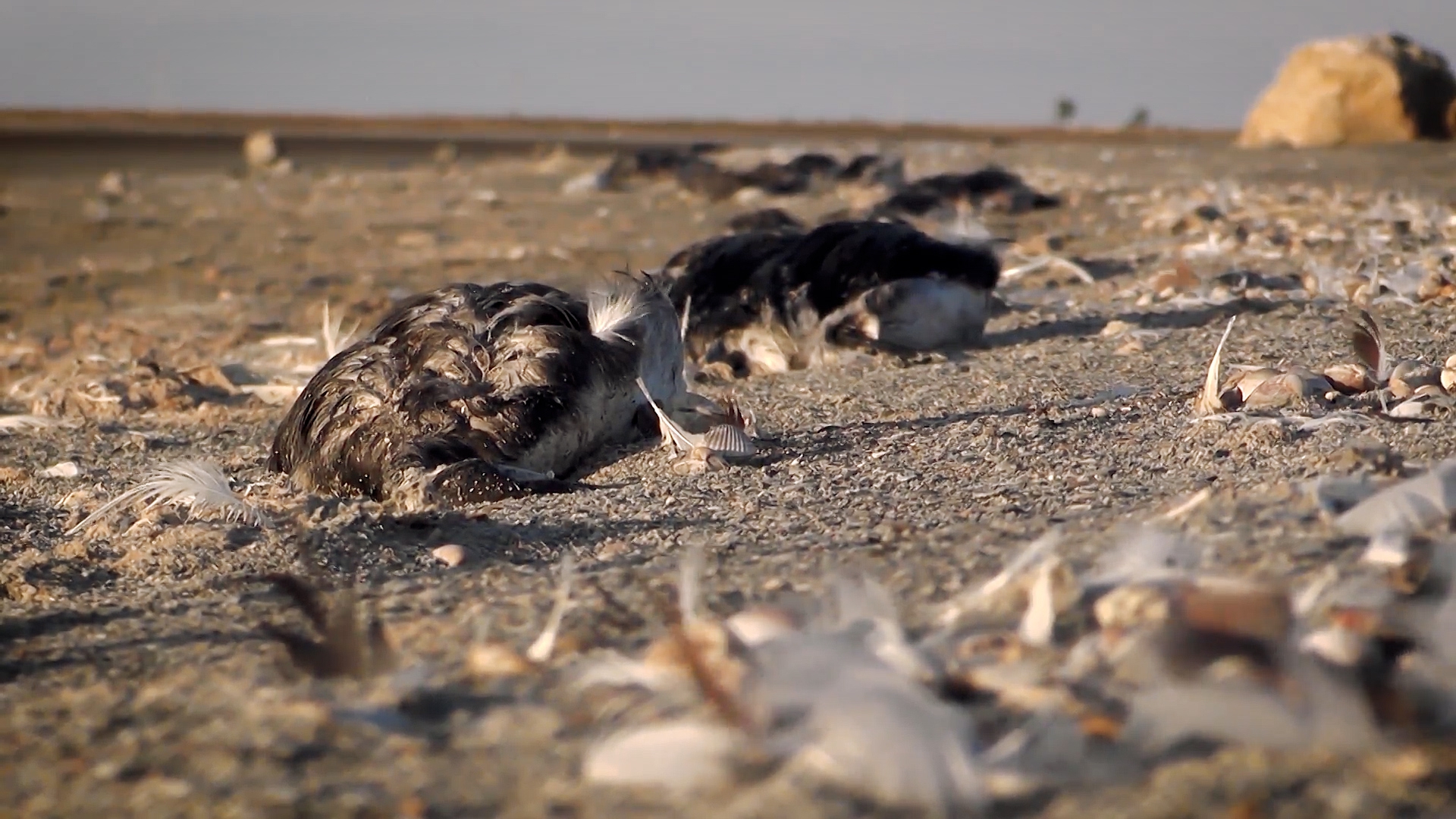 Массово гибнут. Массовая гибель птиц на Ставрополье. Массовая гибель птиц в Краснодарском крае.
