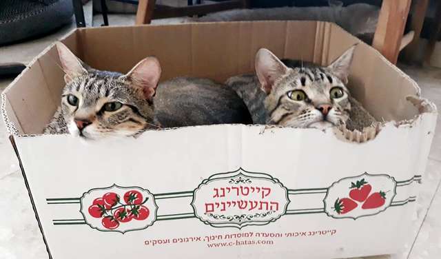коты в коробке
