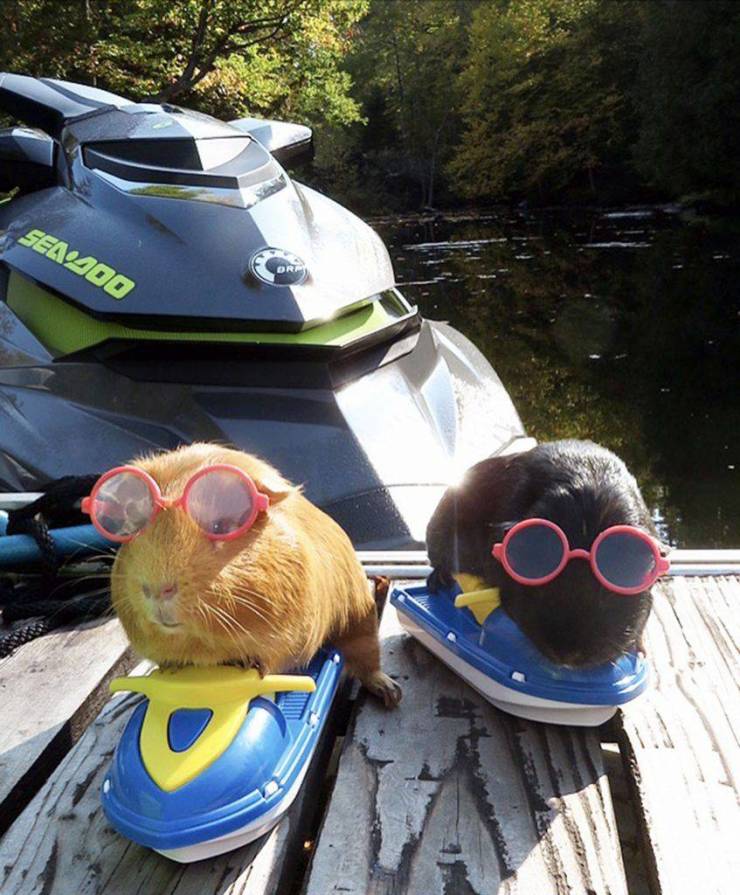 Подборка прикольных картинок  приколы,смешные картинки,юмор