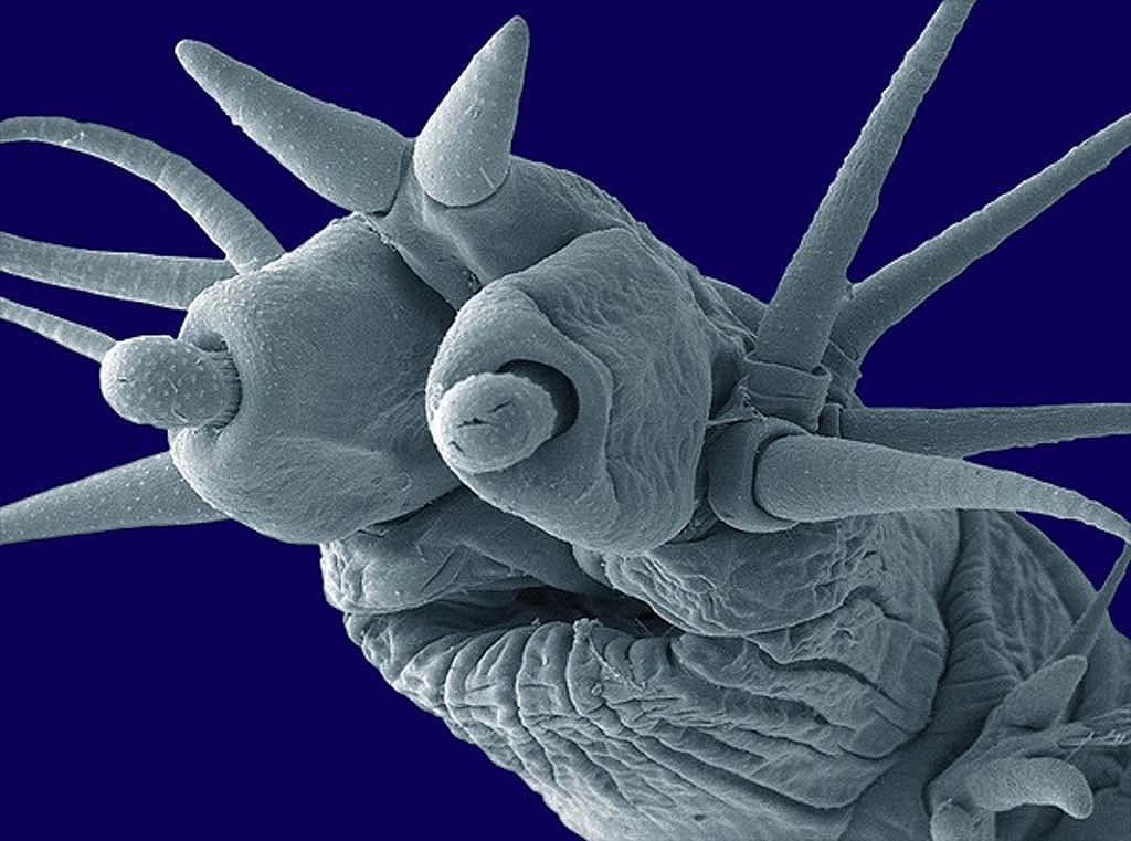 15 удивительных созданий которых не разглядеть без микроскопа 