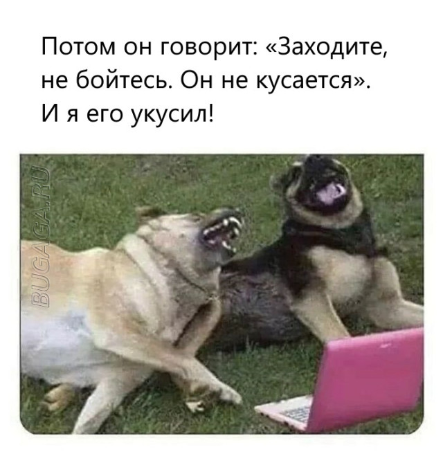 Прикольные мемы для любителей животных Прикольные мемы для любителей животных