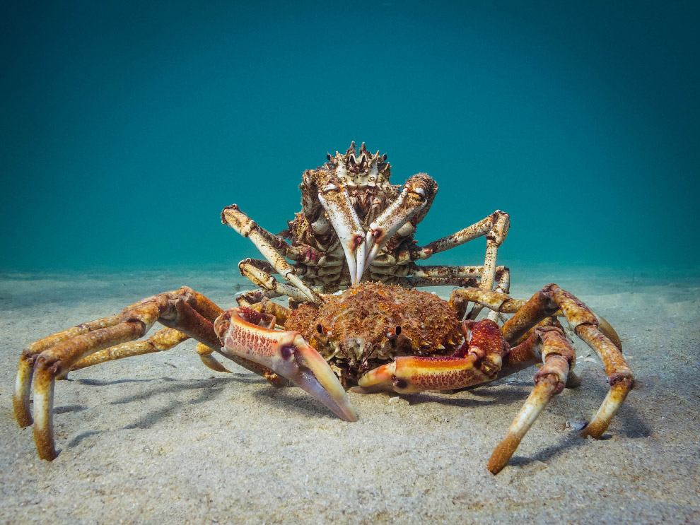 Подводные фотографии с конкурса Ocean Art 2018