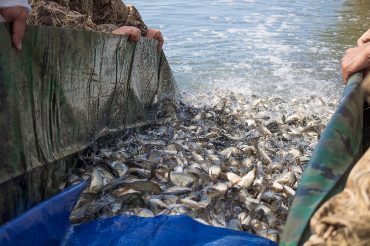 Серых гусей и молодь сазана выпустили в естественную среду обитания на Дону Общество