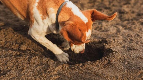 Топ-8 роющих пород собак, которые перевернут вам весь дом