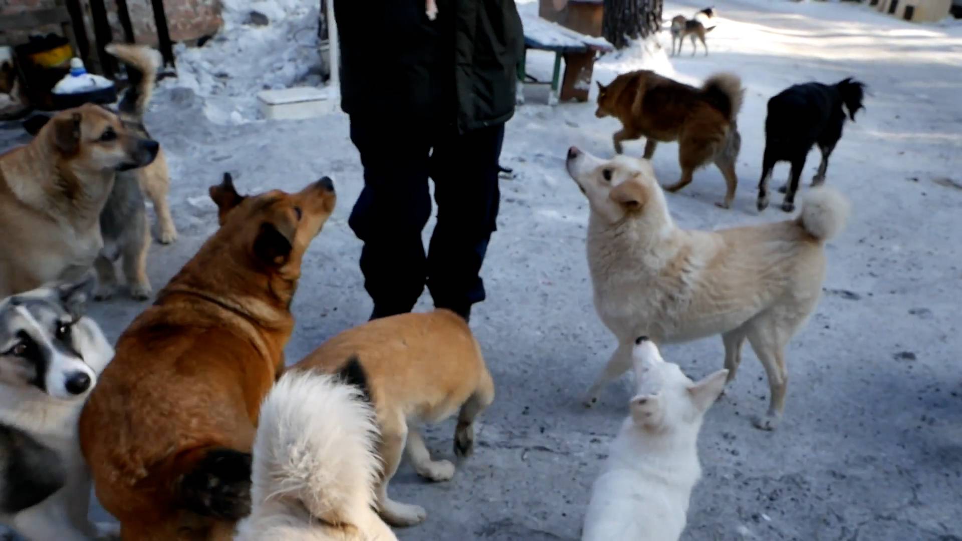 Тату-мастер из Новокузнецка устроил акцию в помощь приюту для животных Видео