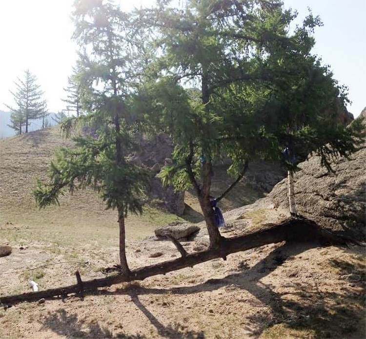 30 деревьев, которые продолжают расти несмотря ни на что деревья,интересное,природа