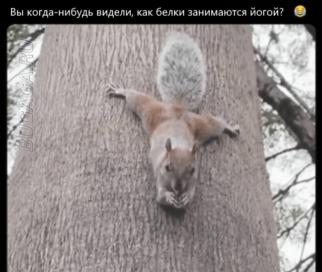 Прикольные мемы для любителей животных Прикольные мемы для любителей животных