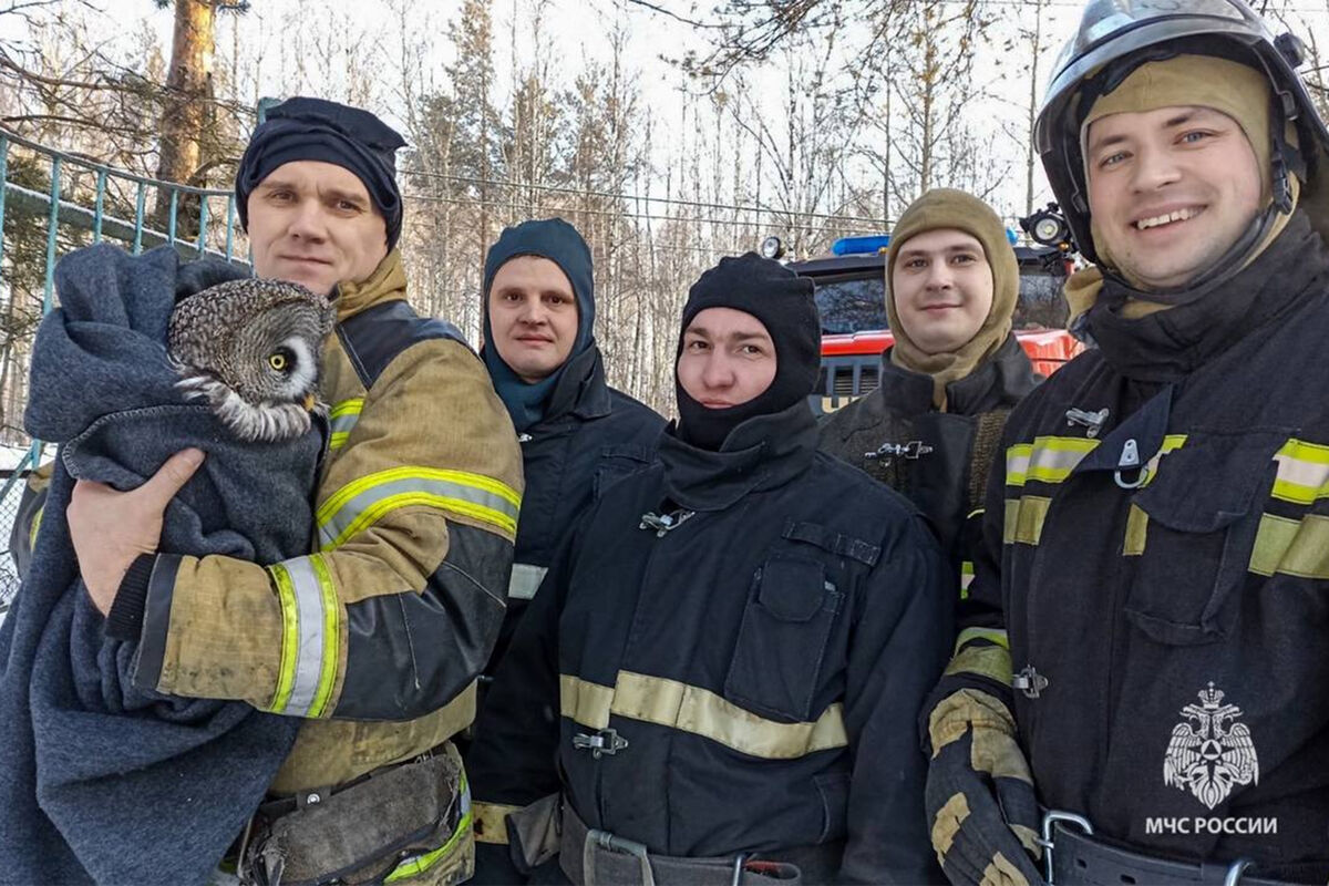 В Краснокамске сотрудники МЧС спасли сову, сидевшую в сугробе