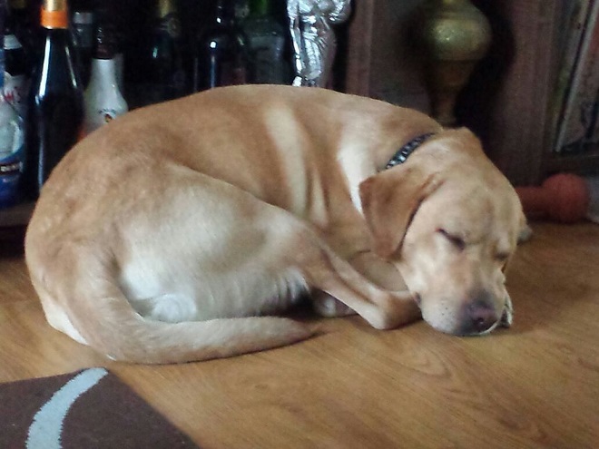 Пес надеялся, что хозяин выйдет из больницы и заберет его домой, не зная, что видит его в последний раз Пес надеялся, что хозяин выйдет из больницы и заберет его домой, не зная, что видит его в последний раз истории из жизни