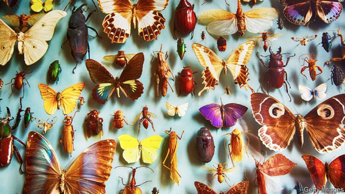 Человечество может исчезнуть из-за вымирания насекомых