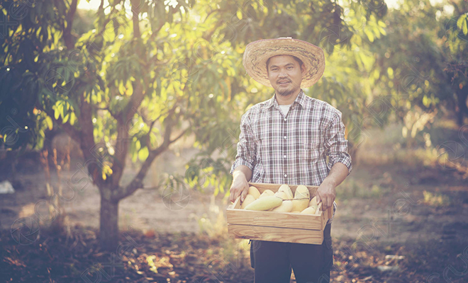 Фермер за бесценок купил растение и случайно вырастил самое дорогое манго в мире. Теперь он отказывается продавать плоды