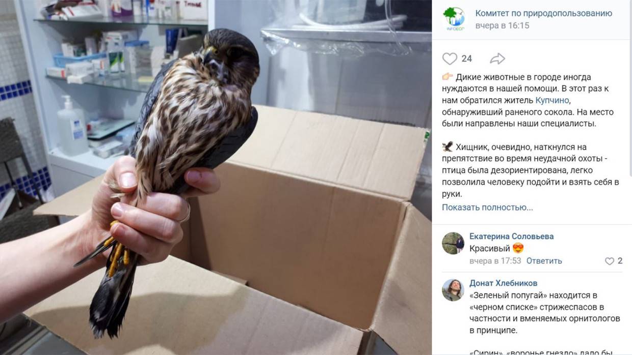 Петербуржцы спасли получившего травмы краснокнижного сокола-дербника Петербуржцы спасли получившего травмы краснокнижного сокола-дербника Общество