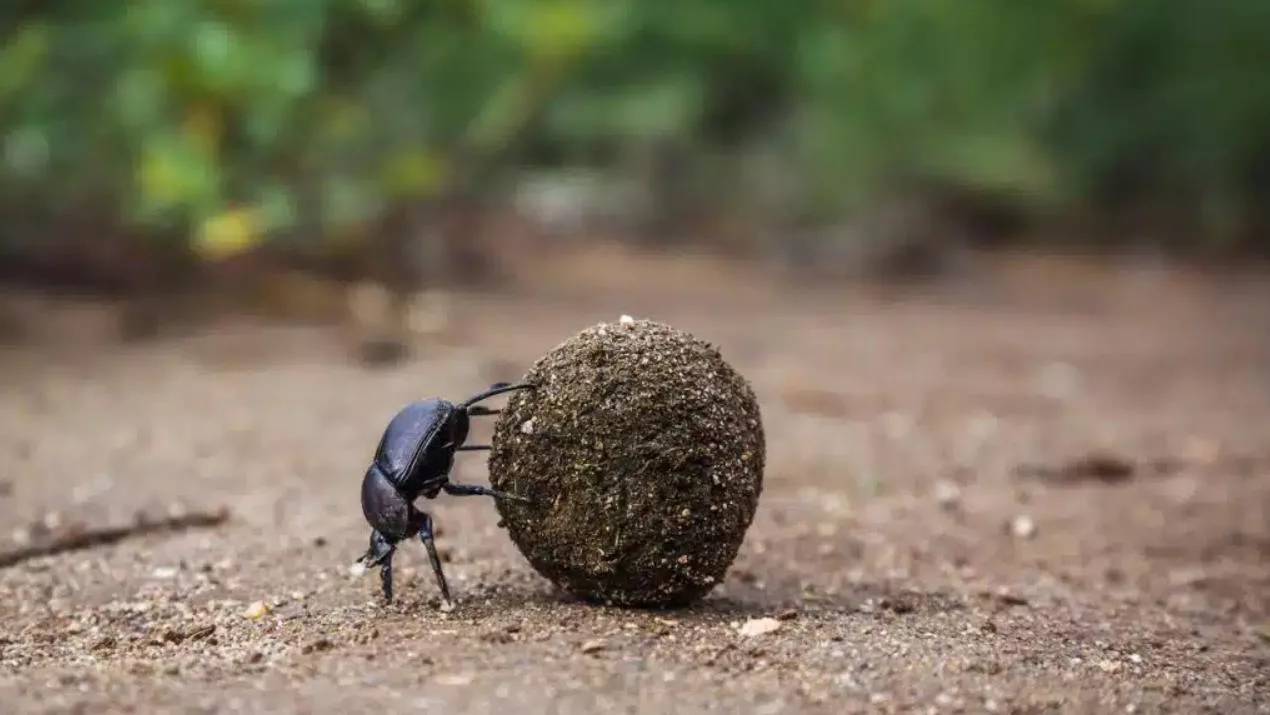 Этот жук может поднять вес, в 1 140 раз превышающий его собственный, что делает его самым сильным насекомым из всех