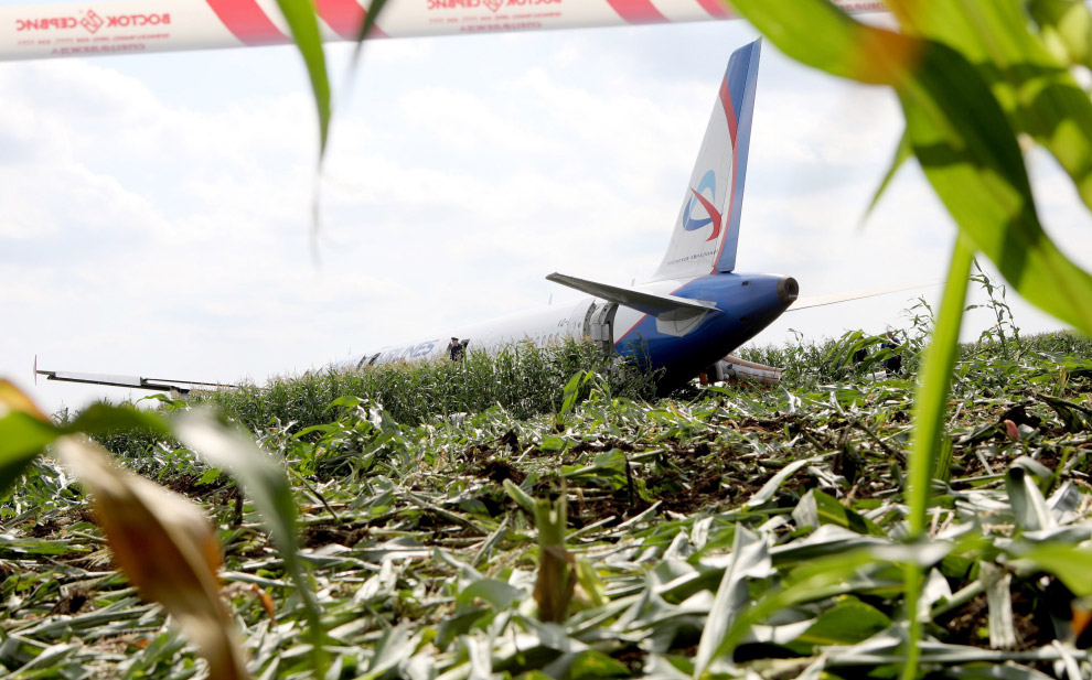 A321 «Уральских авиалиний» в кукурузном поле