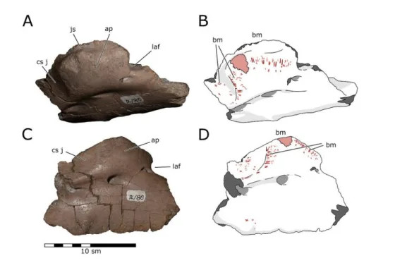 Челюсть гадрозавра Kundurosaurus nagornyi со следами зубов.Предоставлено Павлом Скучасом