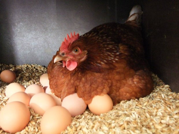 Яйцо или курица? Найден ответ на главный вопрос человечества (4 фото)