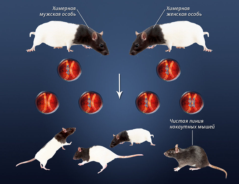 На картинке правило Менделя. Если упростить, то от двух химерных особей родится две такие же химеры, 1 особь, не унаследовавшая генетических изменений, и 1 чистая линия нокаутированных мышей. Последние учёных и интересуют.  