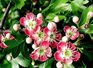 Цветы и плоды боярышника - отличное средство против сердечных заболеваний