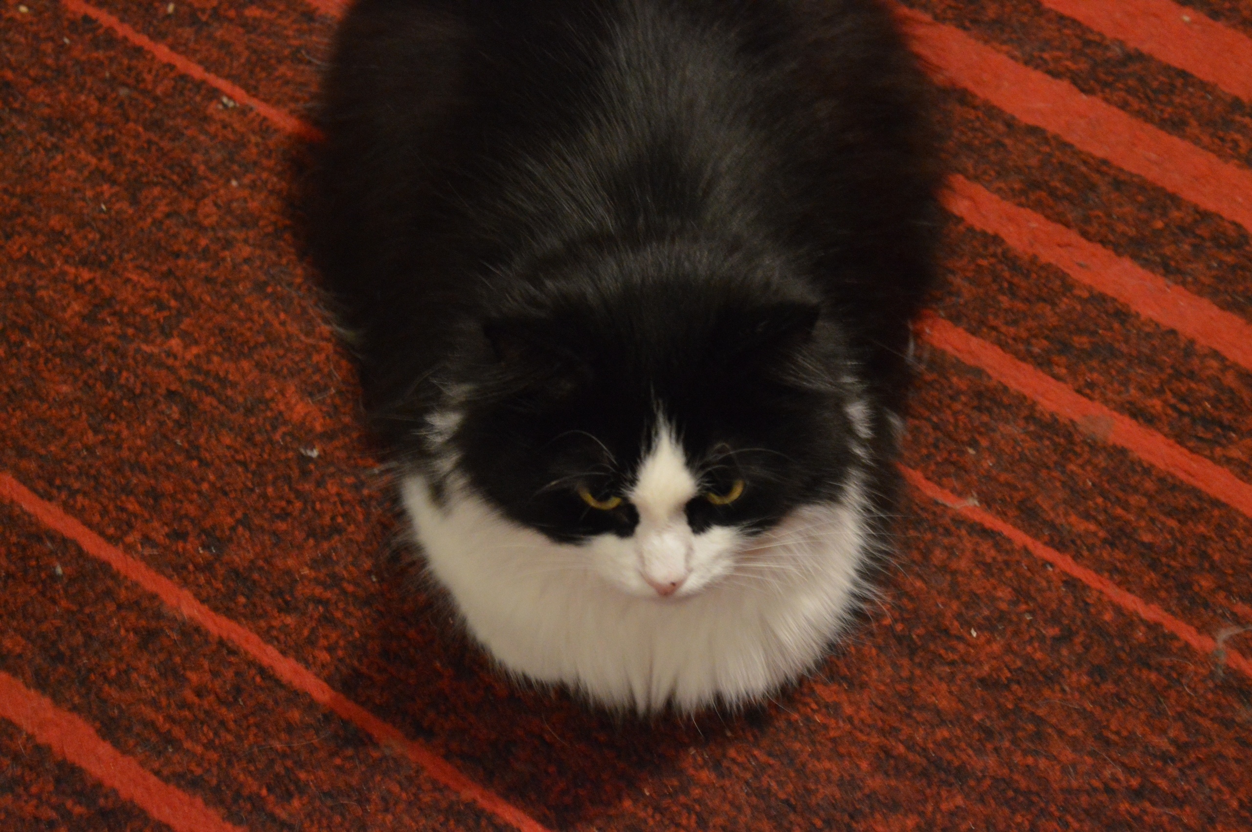 чёрно-белая кошка