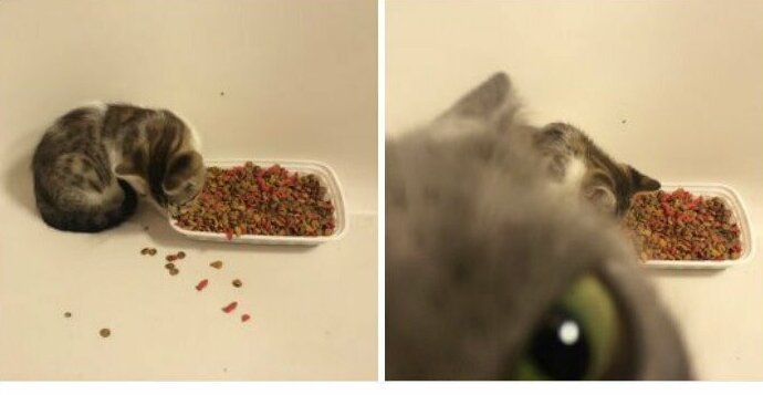 "Я снимал, как ест мой новый кот, но моя старая кошка была против" Посты, Социальные сети, домашние животные, животные, забавно, кошки, смешно, фотографии