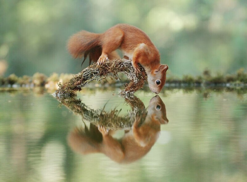 Джулиан Рад (Julian Rad) фотографирует диких животных в лесах Австрии