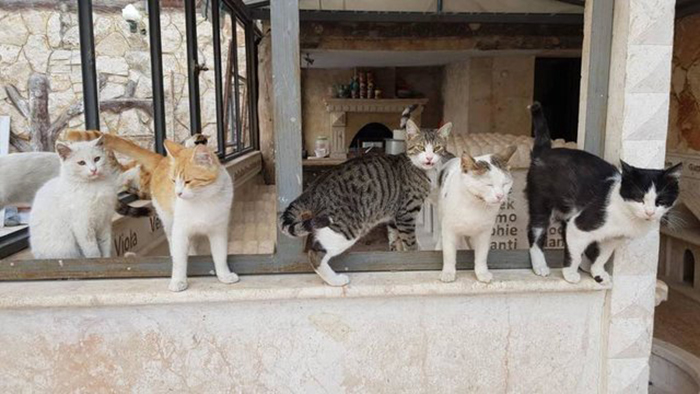 Сейчас в приюте находится более 60 котов.