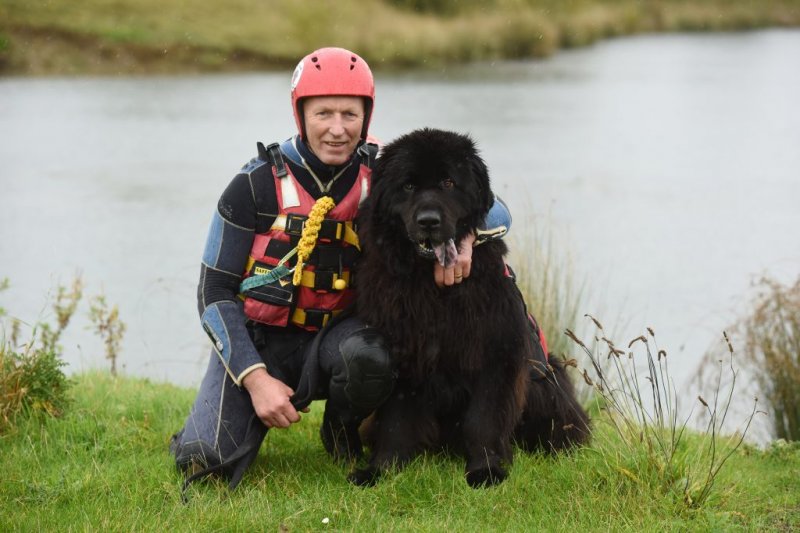 Ньюфаундленды - нежные гиганты, которые спасают жизни Ньюфаундленды - нежные гиганты, которые спасают жизни